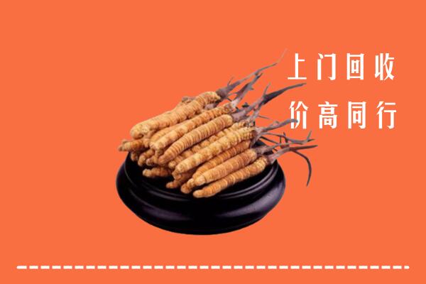 附近收购：漳州市冬虫夏草回收多少钱每克